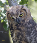 1604 Great Horned Owl  p